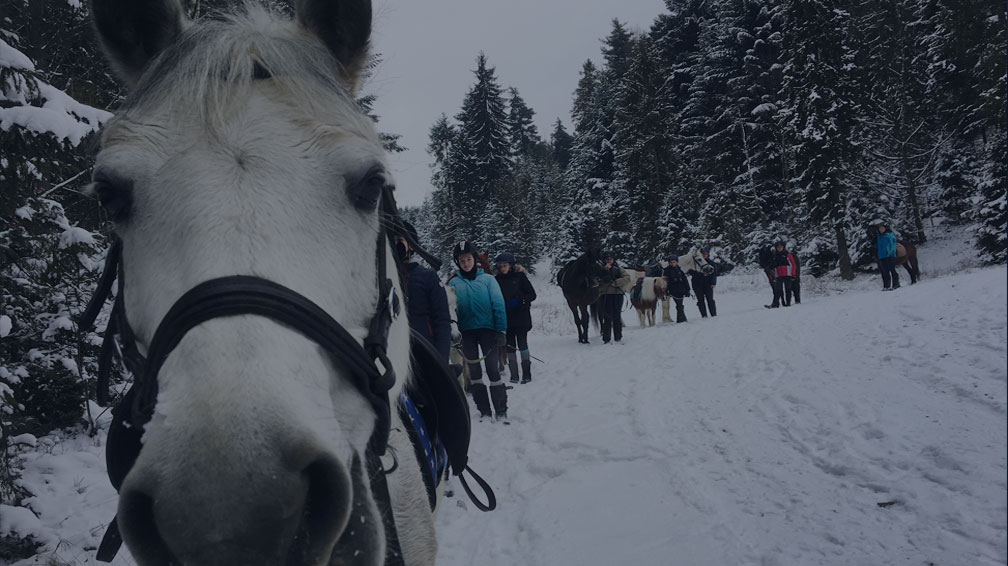 Sylwestrowy Obóz Jeździecki 2024